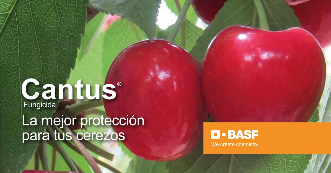 Cantus, la mejor protección para tus cerezos