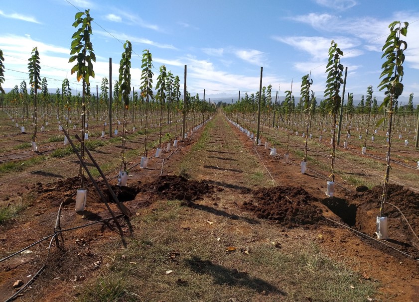 PERL HUMUS® y su efecto sobre el crecimiento de un huerto de cerezos y en la conservación de la condición del suelo.