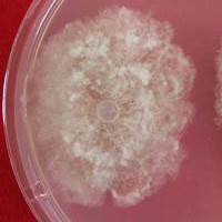 Análisis de resistencia de Fungicidas