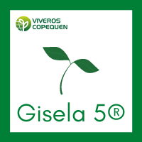 Gisela 5®