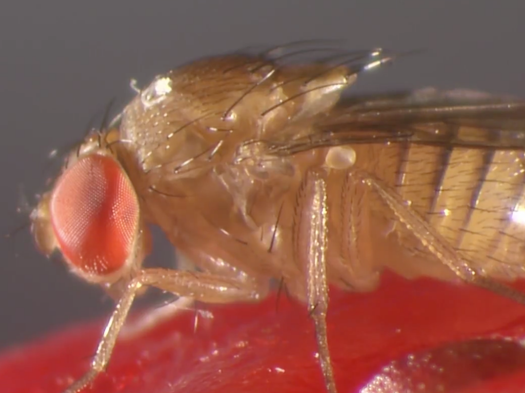 Aprendiendo más sobre Drosophila suzukii